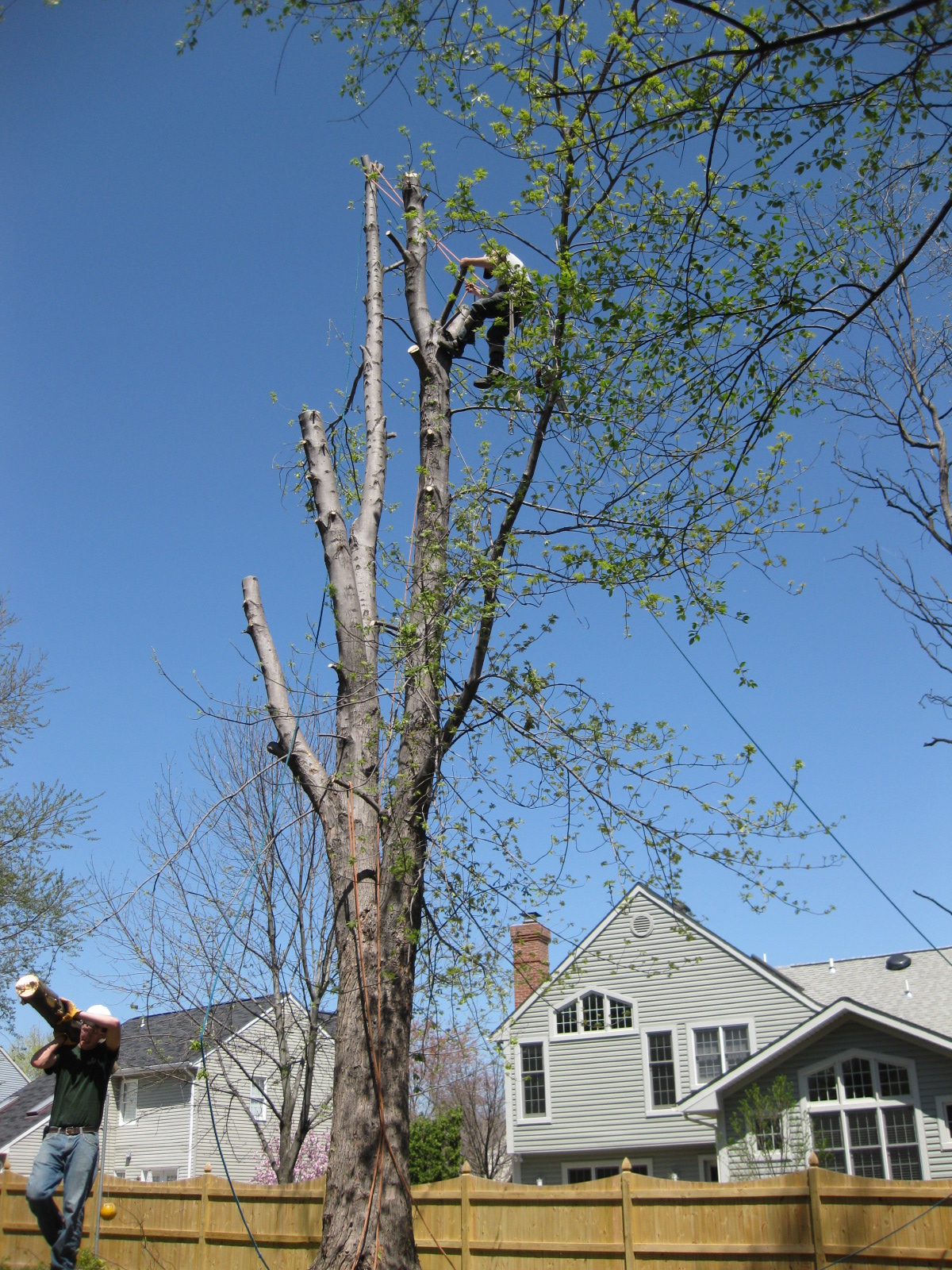 Tree Service Four Brothers Tree & Landscaping